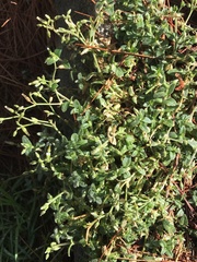 Cerastium morrisonense