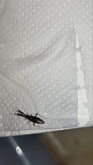 Heterotoma planicornis