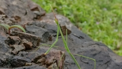 Schizocephala bicornis