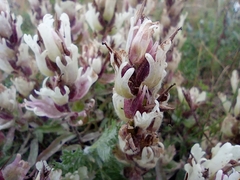 Castilleja arctica