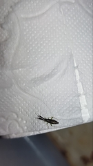 Heterotoma planicornis