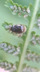 Monalocoris filicis
