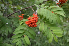 Sorbus sibirica