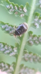Monalocoris filicis