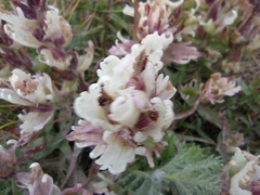 Castilleja arctica