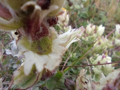 Castilleja arctica