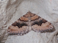 Scotopteryx coelinaria
