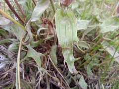 Castilleja arctica