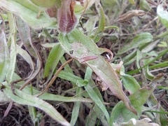 Castilleja arctica
