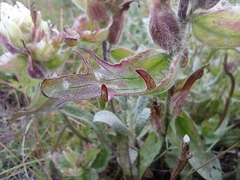 Castilleja arctica