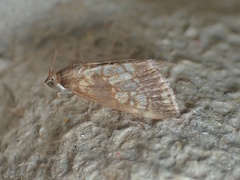 Evergestis politalis