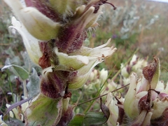 Castilleja arctica