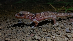 Hemidactylus sahgali