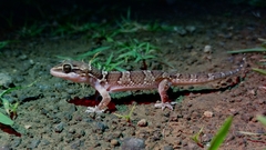 Hemidactylus sahgali