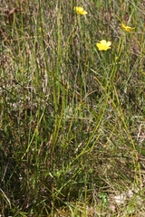Ranunculus robertsonii