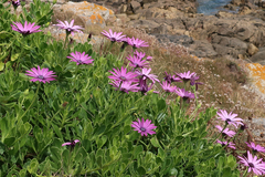 Dimorphotheca jucunda