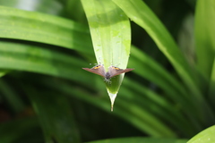 Hypolycaena thecloides