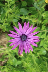 Dimorphotheca jucunda