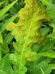 Neuroterus floccosus