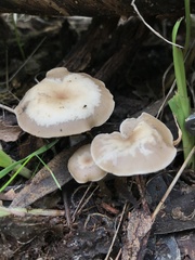 Clitocybe brunneoceracea