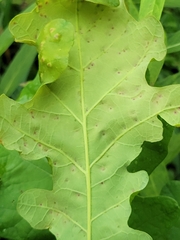 Neuroterus floccosus