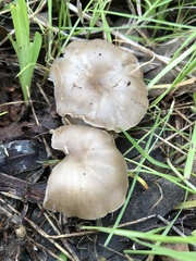 Clitocybe brunneoceracea