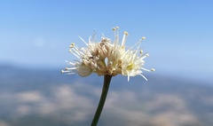 Allium horvatii