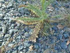 Cirsium tymphaeum