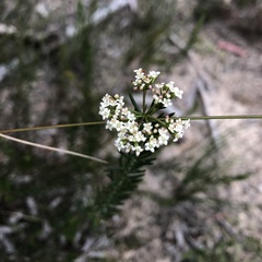 Platysace lanceolata