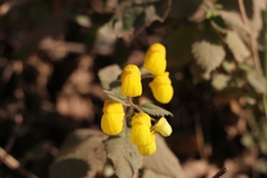 Calceolaria elatior