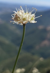 Allium horvatii