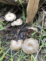 Clitocybe brunneoceracea