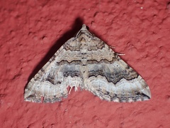Scotopteryx coelinaria