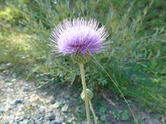 Cirsium tymphaeum