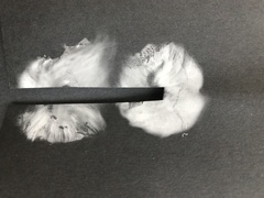 Clitocybe brunneoceracea