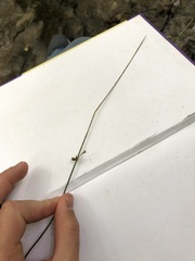 Juncus coriaceus