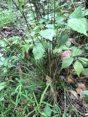 Juncus coriaceus