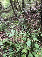Juncus coriaceus