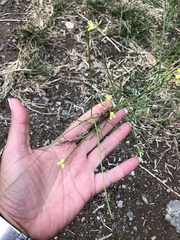 Sisymbrium orientale
