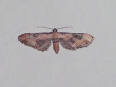 Eupithecia gueneata