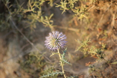 Echinops microcephalus