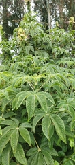Cleome anomala