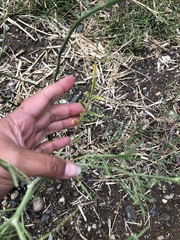 Sisymbrium orientale