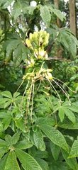 Cleome anomala