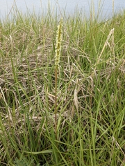 Sporobolus anglicus