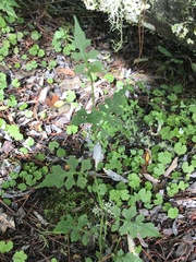 Senecio scandens incisus