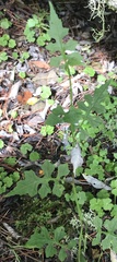 Senecio scandens incisus