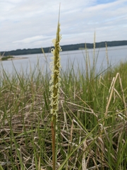 Sporobolus anglicus