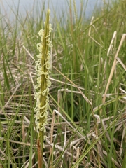 Sporobolus anglicus