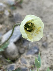 Papaver radicatum